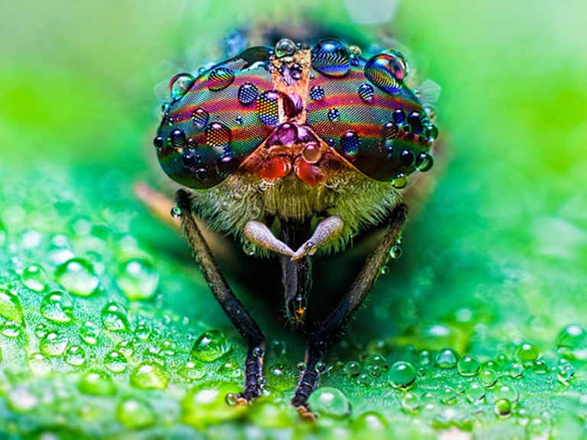 Een paardenvlieg vol waterdruppels zit op een blad.